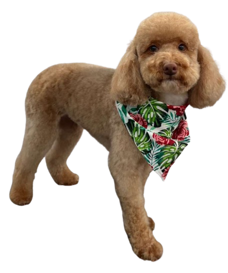 Elite styled dog